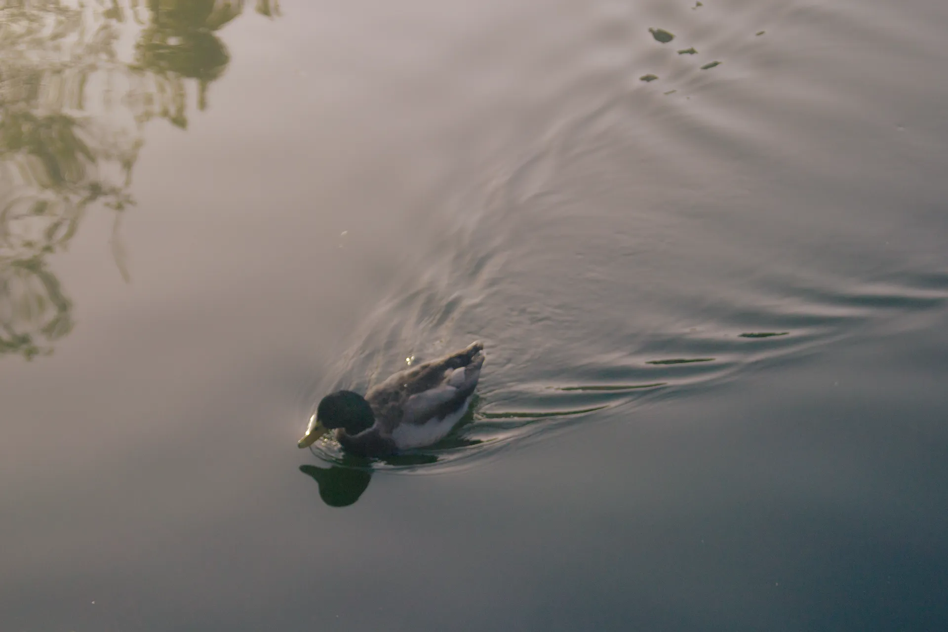 ducky swimmy